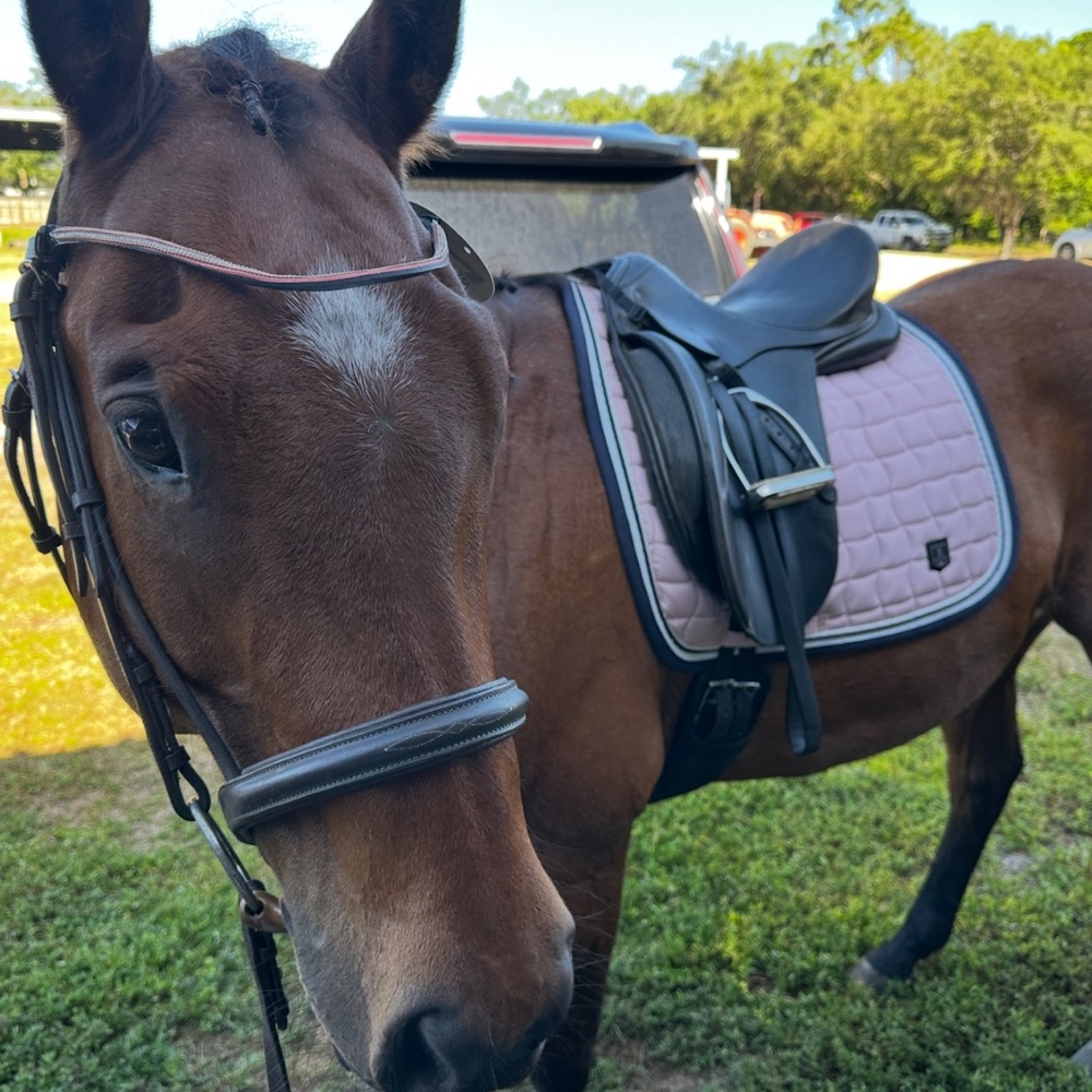 Blush Pink Dressage Saddle Pad * used once